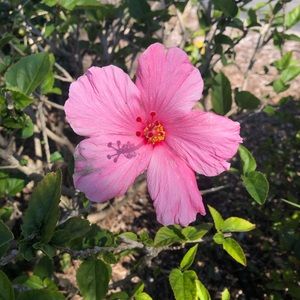 Meet your Posher, Shelby